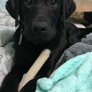 Meet your Posher, Hanna